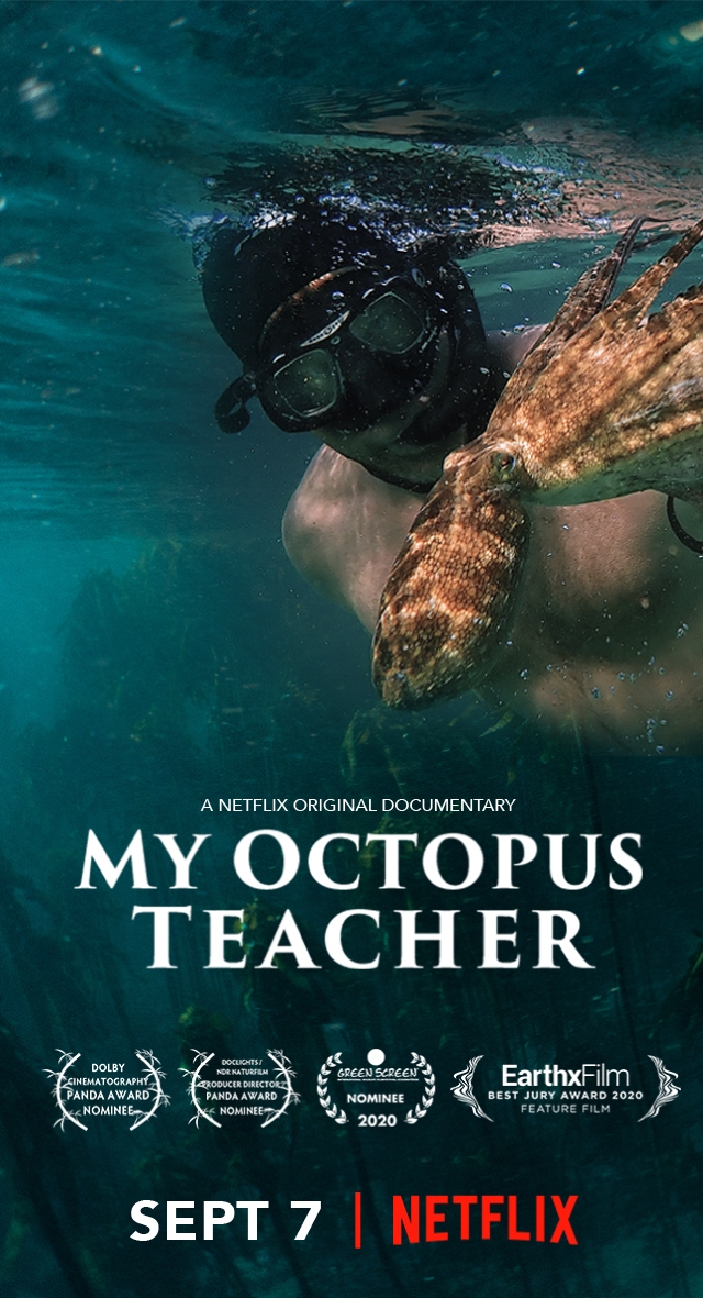 my octopus teacher dvd